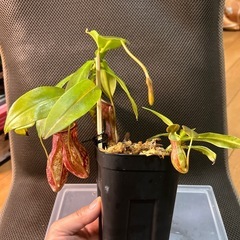 ネペンテス　ミランダ　乾燥水苔付きの画像