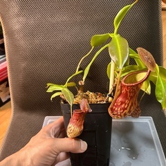 ネペンテス　ミランダ　乾燥水苔付き