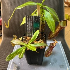 ネペンテス　ミランダ　乾燥水苔付きの画像