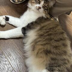緊急募集します‼️