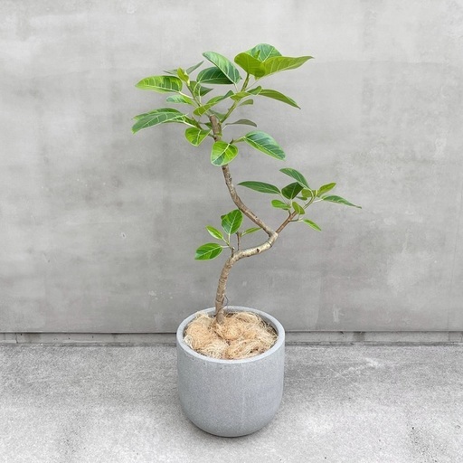観葉植物 フィカス アルテシマ