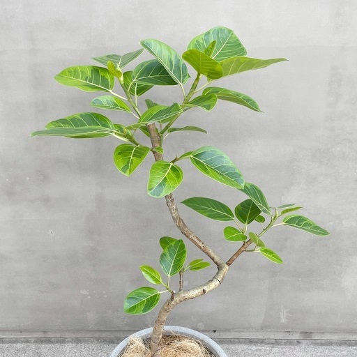 観葉植物 フィカス アルテシマ