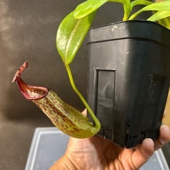 ムラサキウツボカズラ　乾燥水苔付きの画像