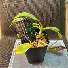 ムラサキウツボカズラ　乾燥水苔付きの画像