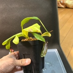 ムラサキウツボカズラ　乾燥水苔付きの画像
