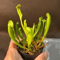 サラセニア3種の画像