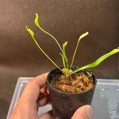 サラセニア3種