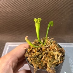 サラセニア3種の画像