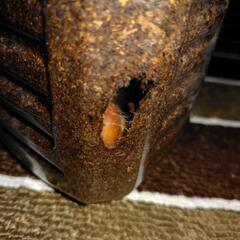 カブトムシさなぎ4匹