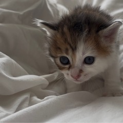 かわいいこねこさん(キジ白っぽい)