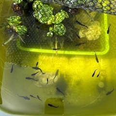 メダカ　妲己の稚魚の画像