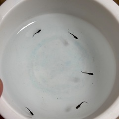 メダカ　妲己の稚魚