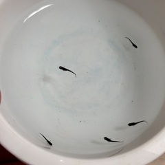 メダカ　妲己の稚魚の画像