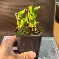 ヘリンフォアラ　ミノール　乾燥水苔付き