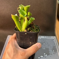 ヘリンフォアラ　ミノール　乾燥水苔付きの画像