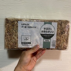 ヘリンフォアラ　ミノール　乾燥水苔付きの画像