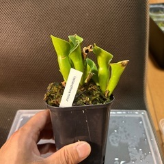 ヘリンフォアラ　ミノール　乾燥水苔付きの画像