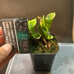 ヘリンフォアラ　ミノール　乾燥水苔付きの画像