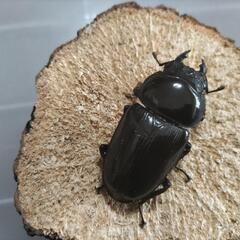 能勢YGオオクワガタ幼虫 10匹の画像