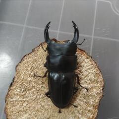 能勢YGオオクワガタ幼虫 10匹の画像