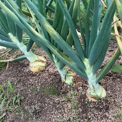 野菜　玉ねぎ　　8個
