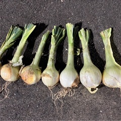 野菜　新玉ねぎ　　10個　の画像