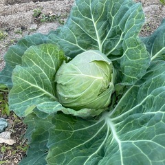 野菜　新玉ねぎ　　10個　の画像