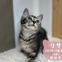 5/25　日曜日　譲渡会in溝の口駅北口　家族にしてください