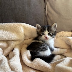 かわいい白黒のこねこ