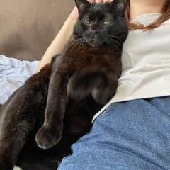 ずっとのお家募集　5〜7歳　オス　 - 猫
