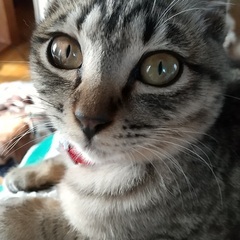 保護猫　キジトラ　しっぽが短い女の子　生後10か月 - 猫