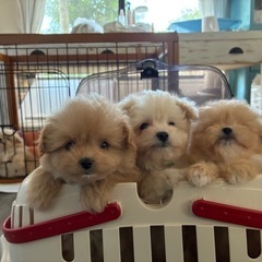 ポメプー見に来ませんか⁇