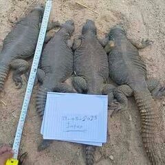 BIG　トゲオアガマ