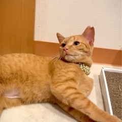 🍒【5/25譲渡会参加】【きなちゃん】とってもおっとりした…