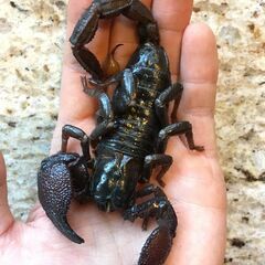 ダイオウサソリ
