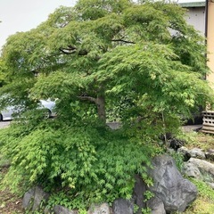 ✨期間限定✨紅葉　🍁　　富士市の画像