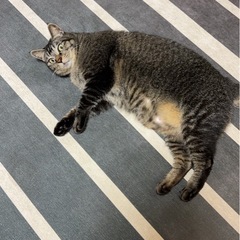 里親様を探しています。