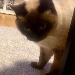 里親募集！8歳シャム系　
