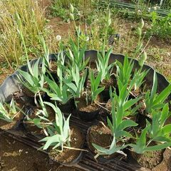 ①★★ジャーマンアイリス（花芽あり）／耐寒性宿根草／たくさん有ります★★の画像