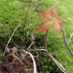 紅葉 イロハモミジの苗 苔の盆栽