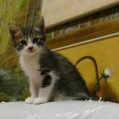 近所の公園で拾った子猫です