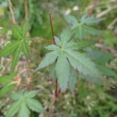 紅葉 イロハモミジの若木 苔の盆栽