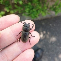 コクワガタ♀