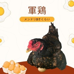 軍鶏 タウチー メンドリ(タマゴ産みます)