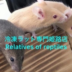 冷凍ラット専門姫路店　Relatives of reptiles...
