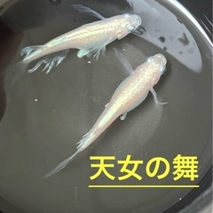 メダカ【天女の舞】4匹1,000円