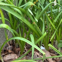 水仙の球根、50球❶の画像