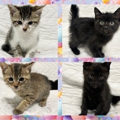 🐈‍⬛人慣れバツグン💕4兄妹の子猫ちゃんたち🐈