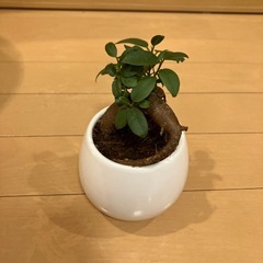 ガジュマル　観葉植物
