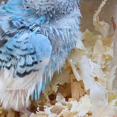 セキセイインコ　5／20入荷　ブルー系のパイド - ペット